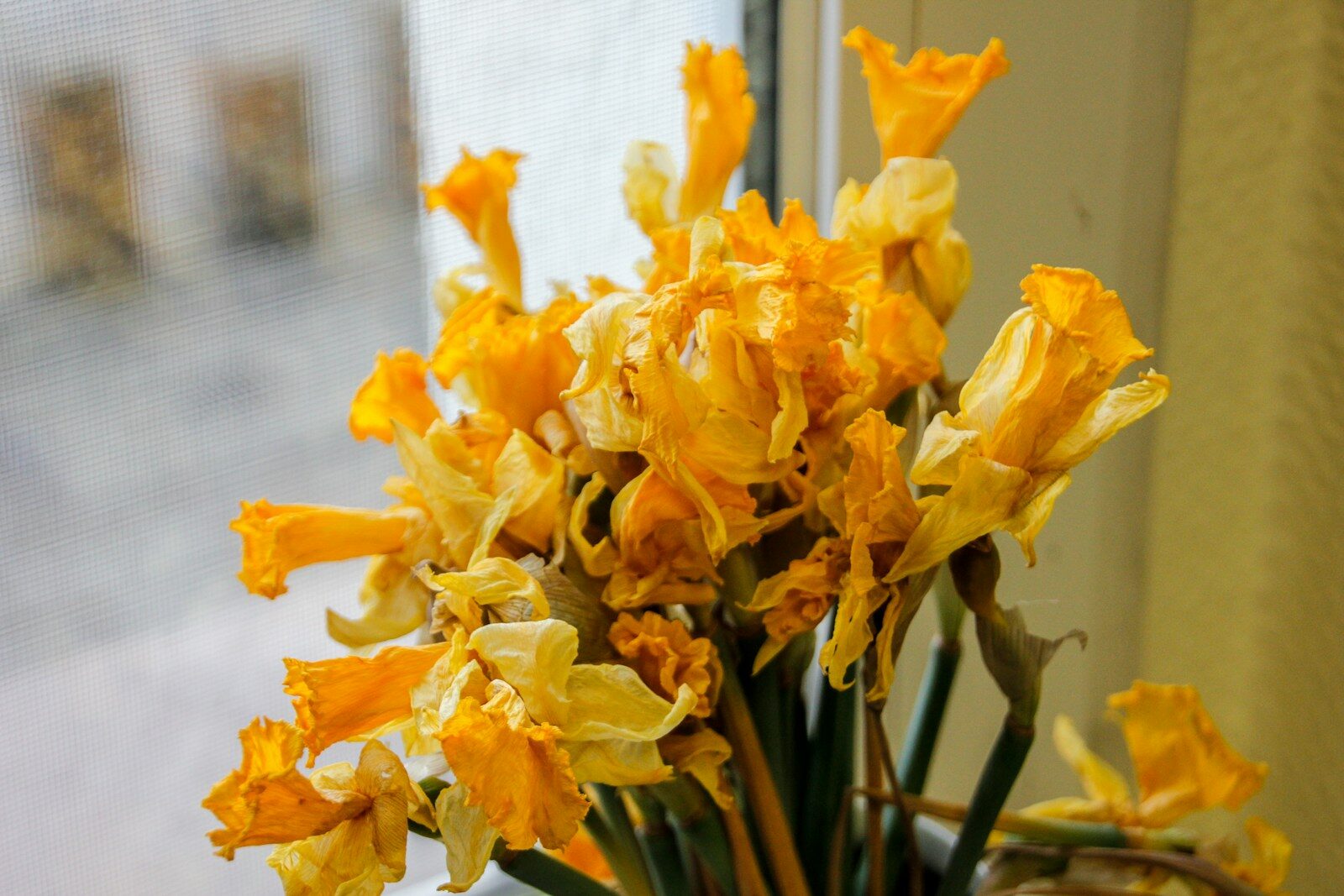 A vase filled with yellow flowers next to a window